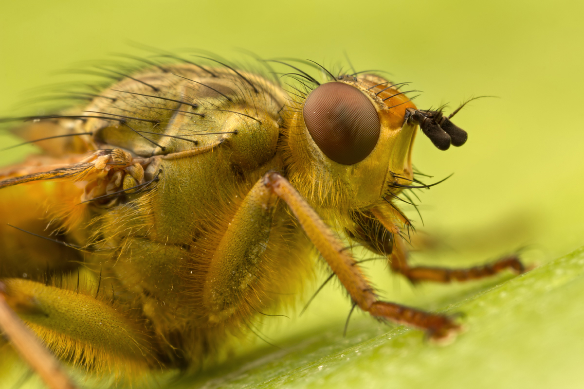 Dung Fly close-up